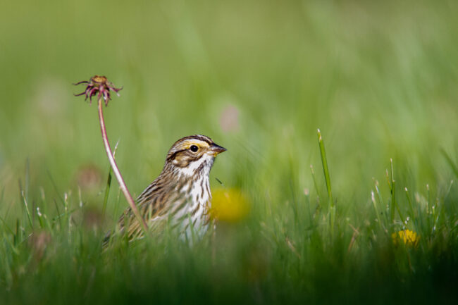 bird-sparrow_VNMCF4CFDL