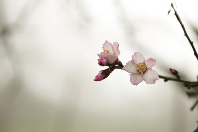 close-up-twig-bloom