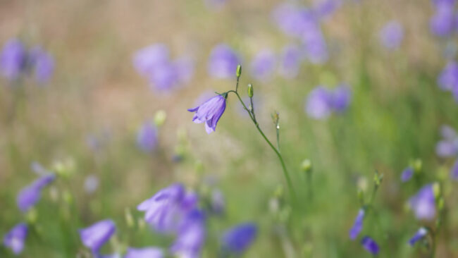 bluebell-flowers_WAJRWEL84K